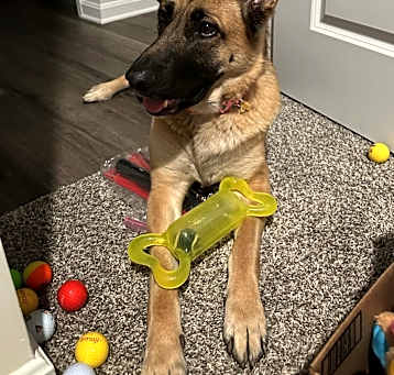Photo of Nova