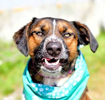 Photo of Roux (Roo)