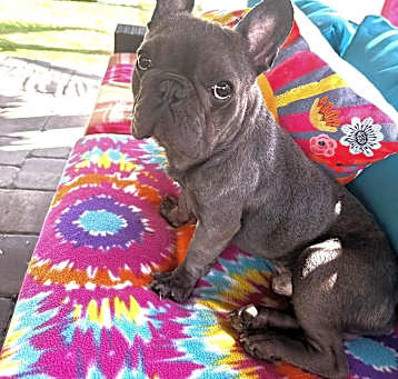 Photo of Blue