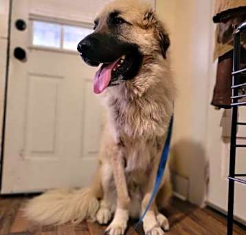 Photo of Logan- gentle giant