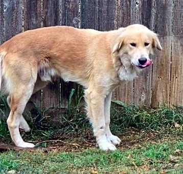 Photo of Jango