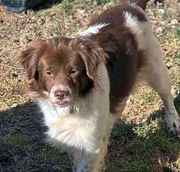 Photo of Roscoe