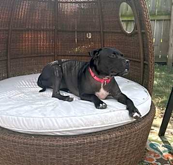 Photo of Nala