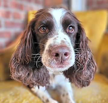 Photo of Puppy