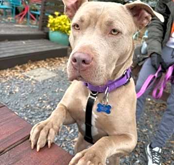 Photo of Sara Bear-IN FOSTER