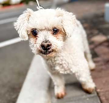 Photo of Winston