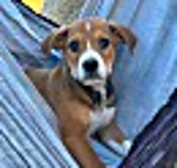 Photo of Mako