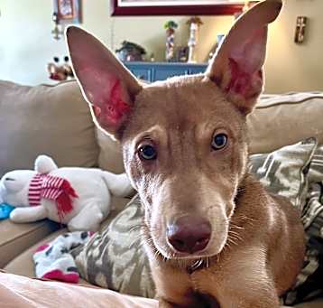 Photo of DINO