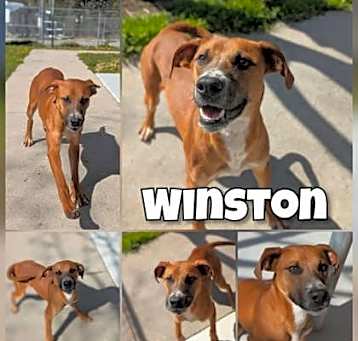 Photo of Winston