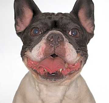 Photo of Queenie