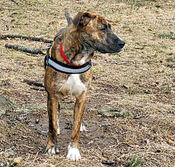 Photo of Gator