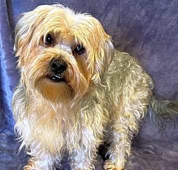 Photo of Tobie