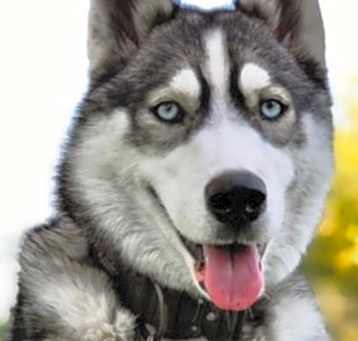 Photo of Kona