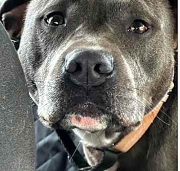 Photo of Faith. Urgently needs foster/adopter