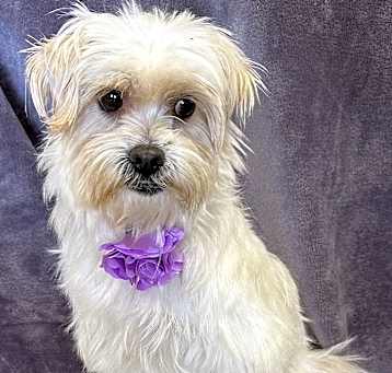 Photo of Bella