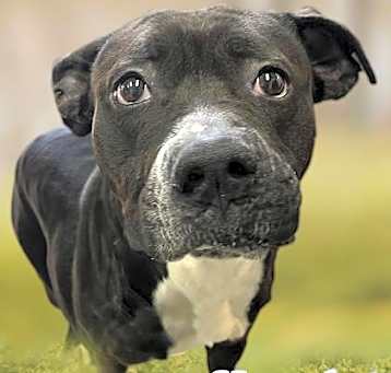 Photo of Harriet - Stray