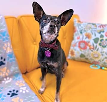 Photo of Harris Blaze Toy Loving Cuddle Bug