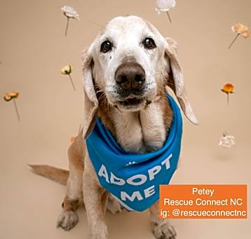 Photo of Petey