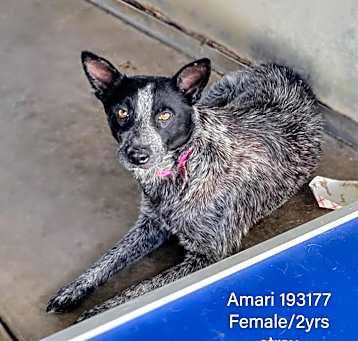 Photo of Amari