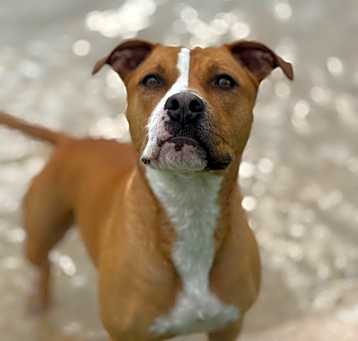 Photo of Sadie