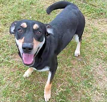 Photo of Laika (Sasha)