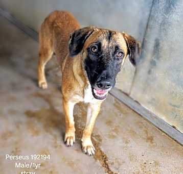 Photo of Perseus