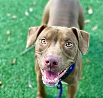 Photo of Shyla