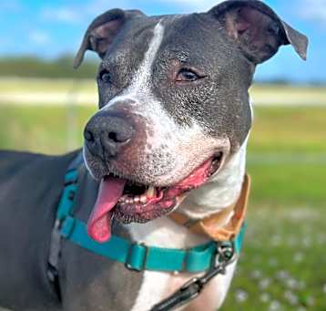 Photo of Deja