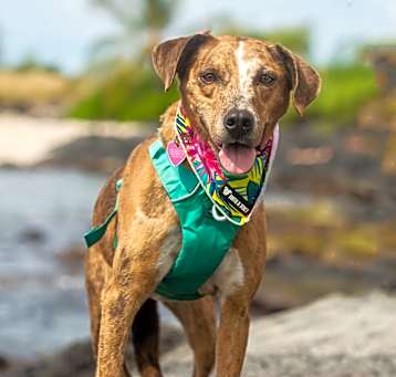 Photo of Tillie