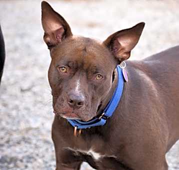 Photo of Indie