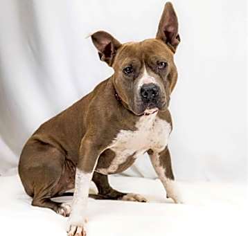 Photo of Moose
