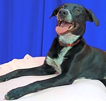Photo of Tyson