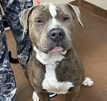 Photo of Fudge