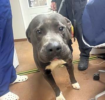 Photo of Goliath
