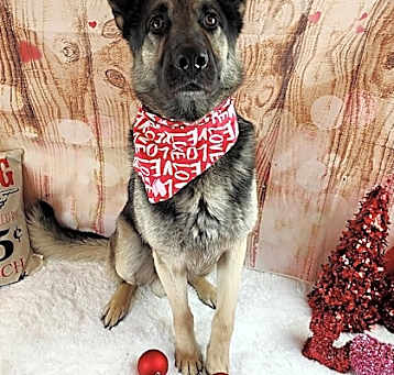 Photo of Ace