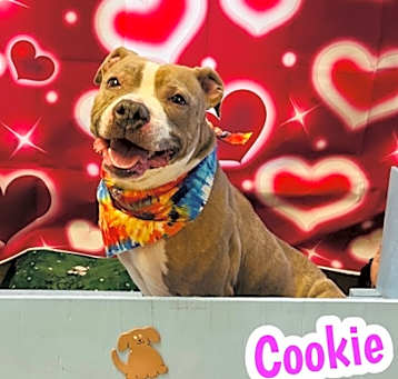 Photo of Cookie
