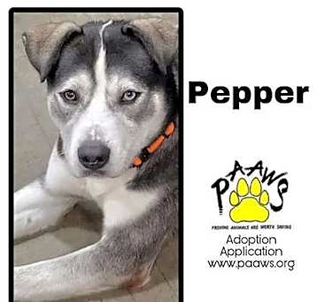 Photo of Pepper