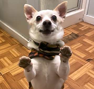 Photo of Tofu