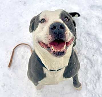 Photo of Chico