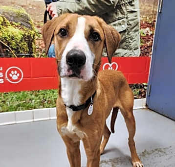 Photo of Rusty