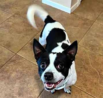 Photo of Patches