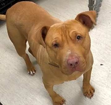 Photo of Rusty
