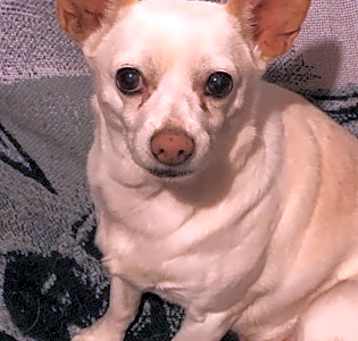 Photo of Choco
