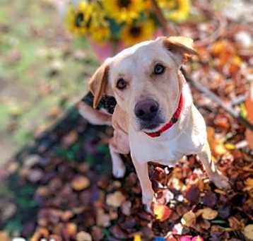 Photo of Buttercup