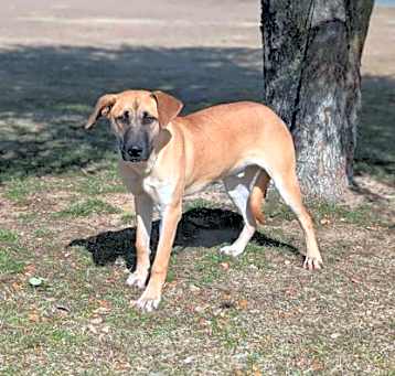 Photo of Jax