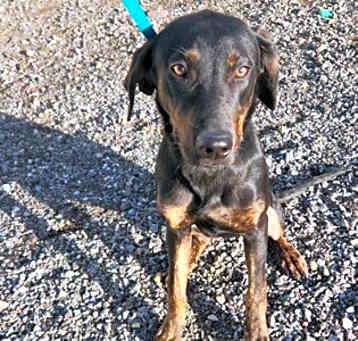 Photo of Dixie hound