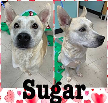 Photo of Sugar