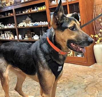 Photo of Bear