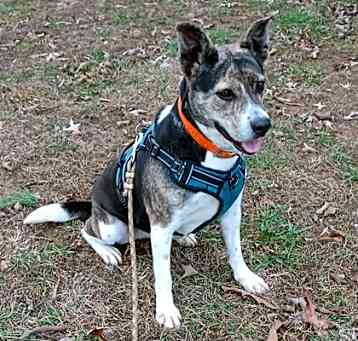 Photo of Lady