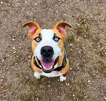 Photo of Blue